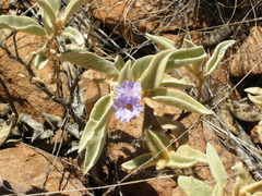 Solanum dioicum