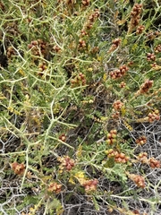 Sarcopoterium spinosum