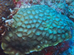 Paramontastraea peresi