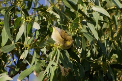 Pardalotus quadragintus