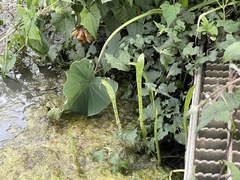 Lilaeopsis carolinensis