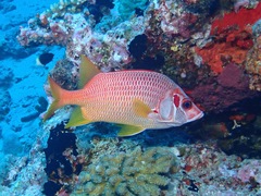 Sargocentron spiniferum