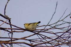 Pardalotus quadragintus