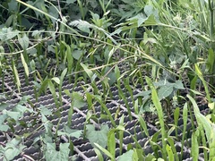 Lilaeopsis carolinensis