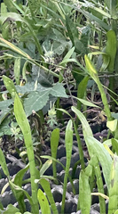 Lilaeopsis carolinensis