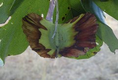 Terminalia platyptera