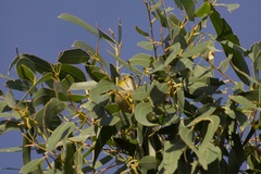 Pardalotus quadragintus