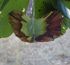 Terminalia platyptera