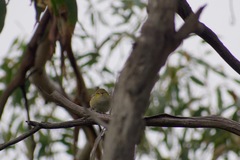 Pardalotus quadragintus