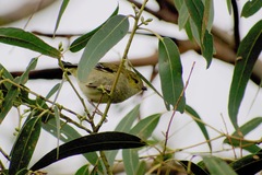 Pardalotus quadragintus