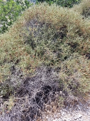 Sarcopoterium spinosum