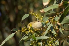 Pardalotus quadragintus