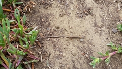 Elgaria coerulea coerulea