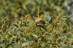 Pardalotus quadragintus