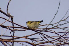 Pardalotus quadragintus