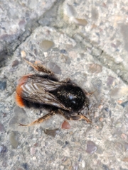 Bombus