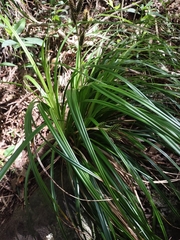 Carex wahuensis