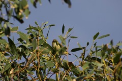 Pardalotus quadragintus