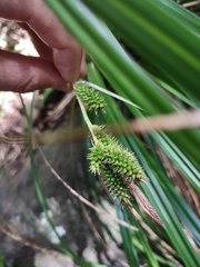 Carex wahuensis