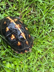 Cuora flavomarginata