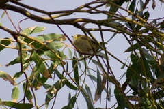 Pardalotus quadragintus