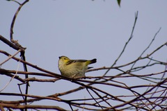 Pardalotus quadragintus