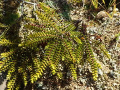 Veronica pauciramosa