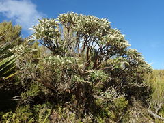 Brachyglottis buchananii