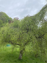 Betula pendula