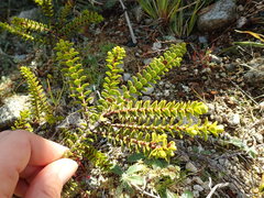 Veronica pauciramosa