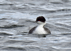Podiceps taczanowskii