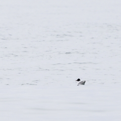Ichthyaetus melanocephalus