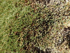 Dracophyllum prostratum