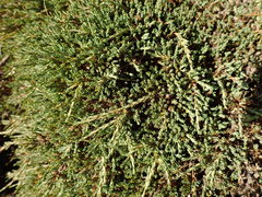 Dracophyllum prostratum