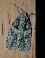 Acronicta increta