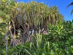 Pandanus sechellarum