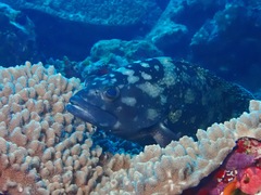 Epinephelus coeruleopunctatus