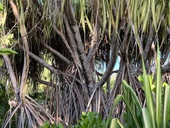 Pandanus sechellarum