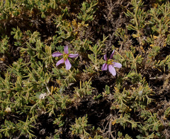 Fagonia mollis