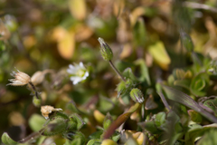 Cerastium diffusum