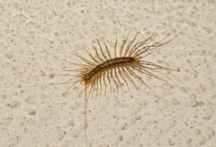 Scutigera coleoptrata
