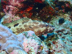 Epinephelus spilotoceps