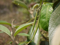 Parsonsia alboflavescens