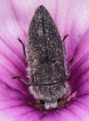 Acmaeodera cylindrica