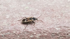 Rhyparochromus vulgaris