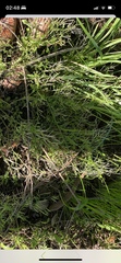 Planodes virginicum