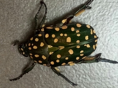 Protaetia niveoguttata