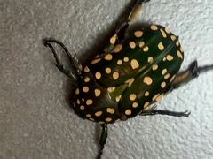 Protaetia niveoguttata