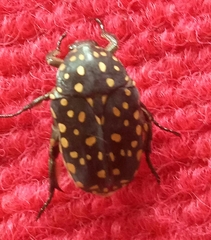 Protaetia niveoguttata