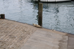 Halichoerus grypus atlantica